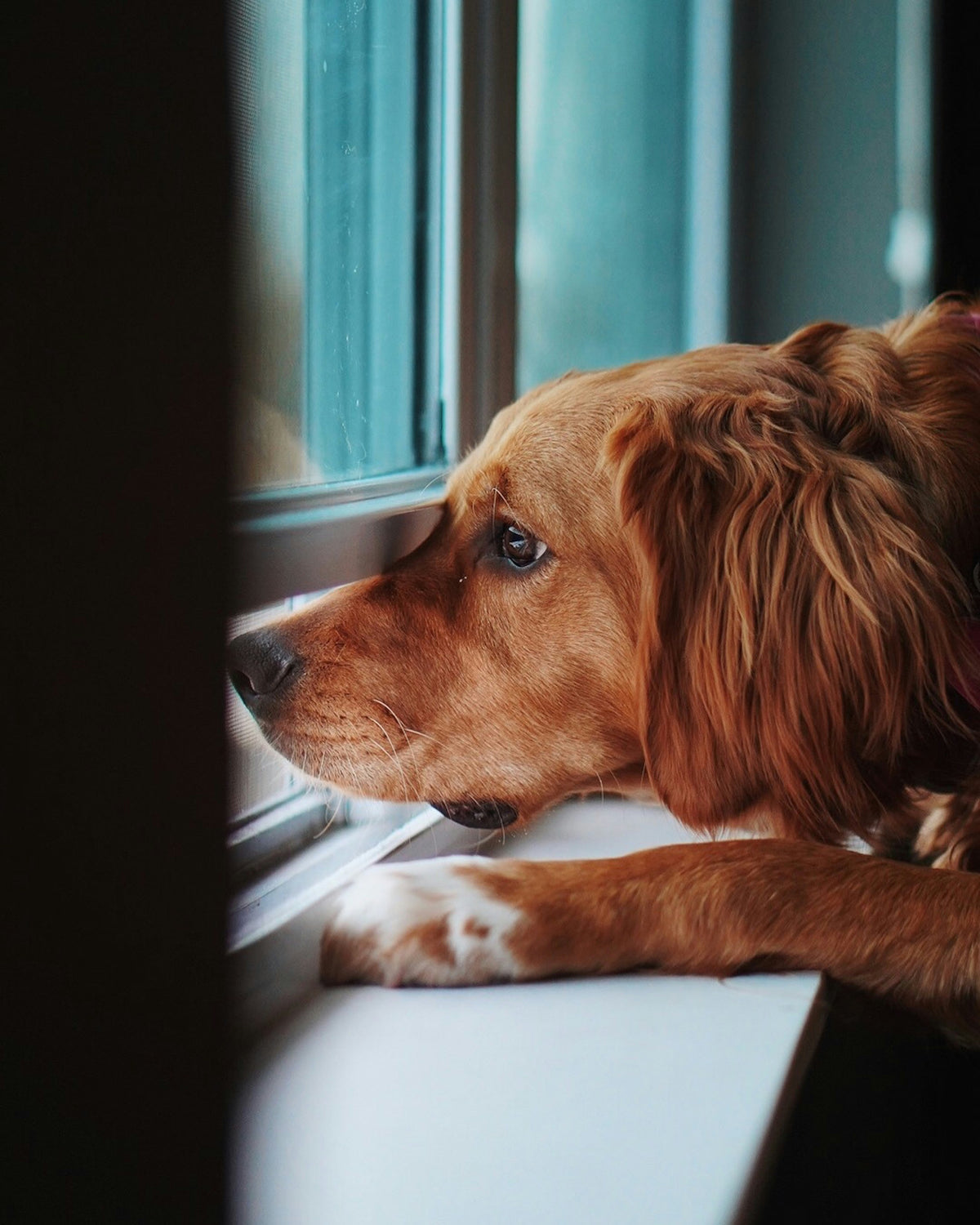 Brown dog with white paws resting its chin on a windowsill.