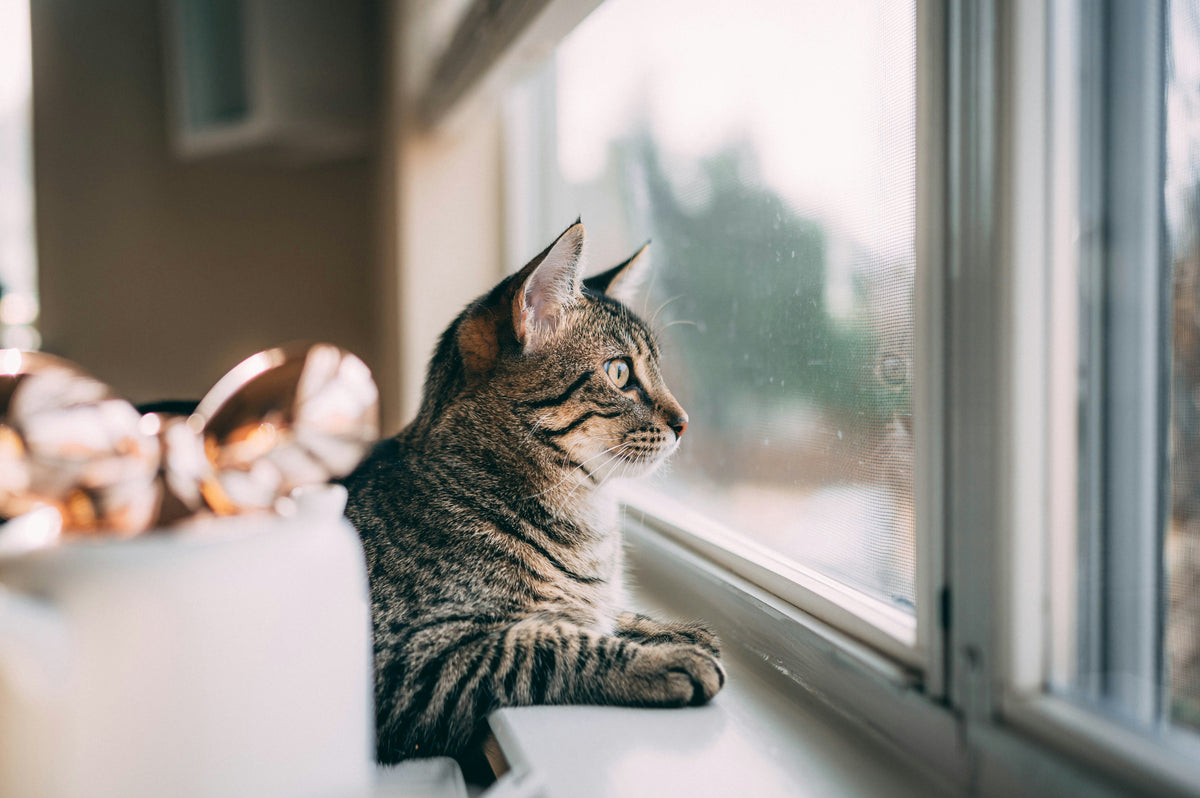 Cat sitting by a window looking outside
