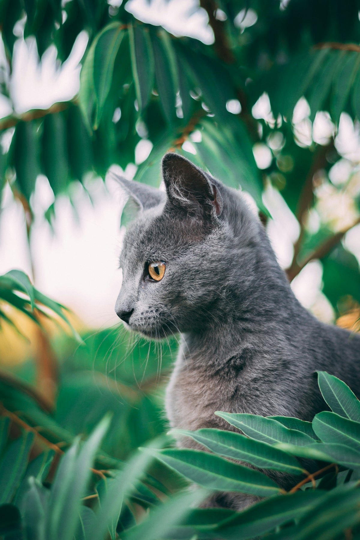 Gray cat among green leaves