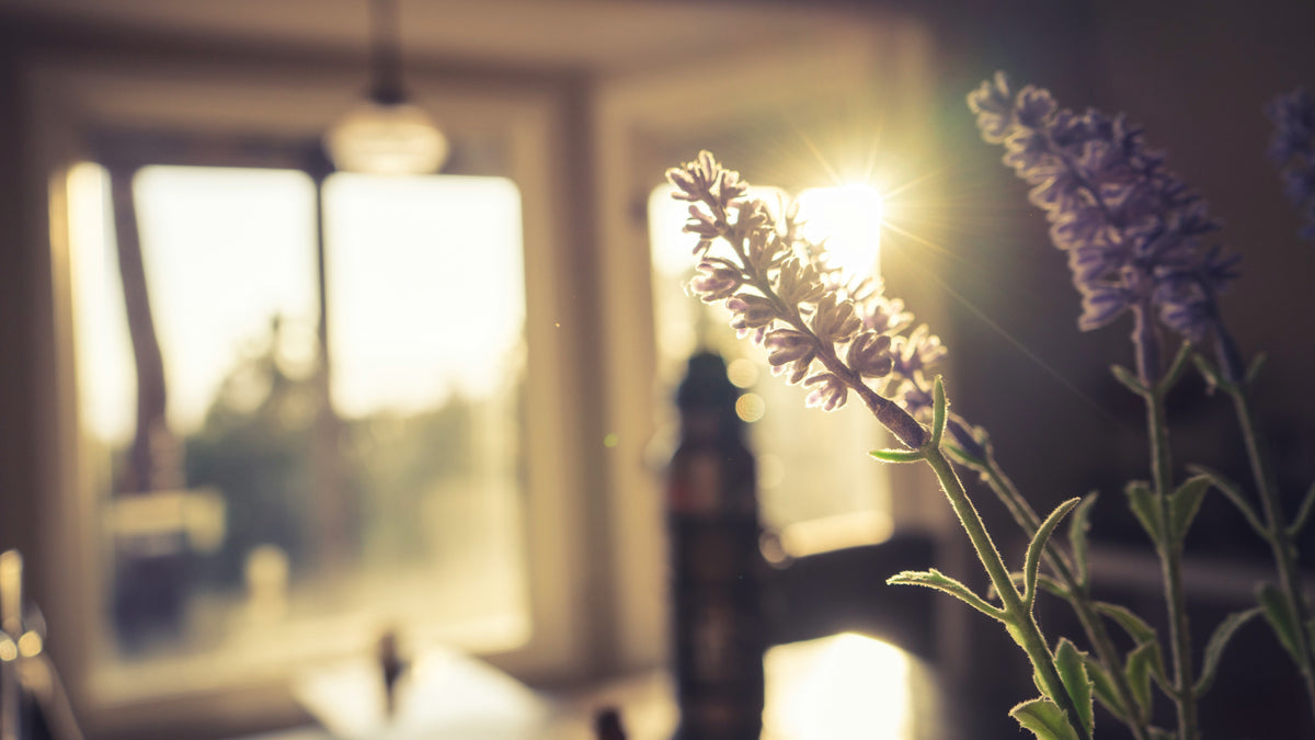 Lavender plant with a blurred indoor background