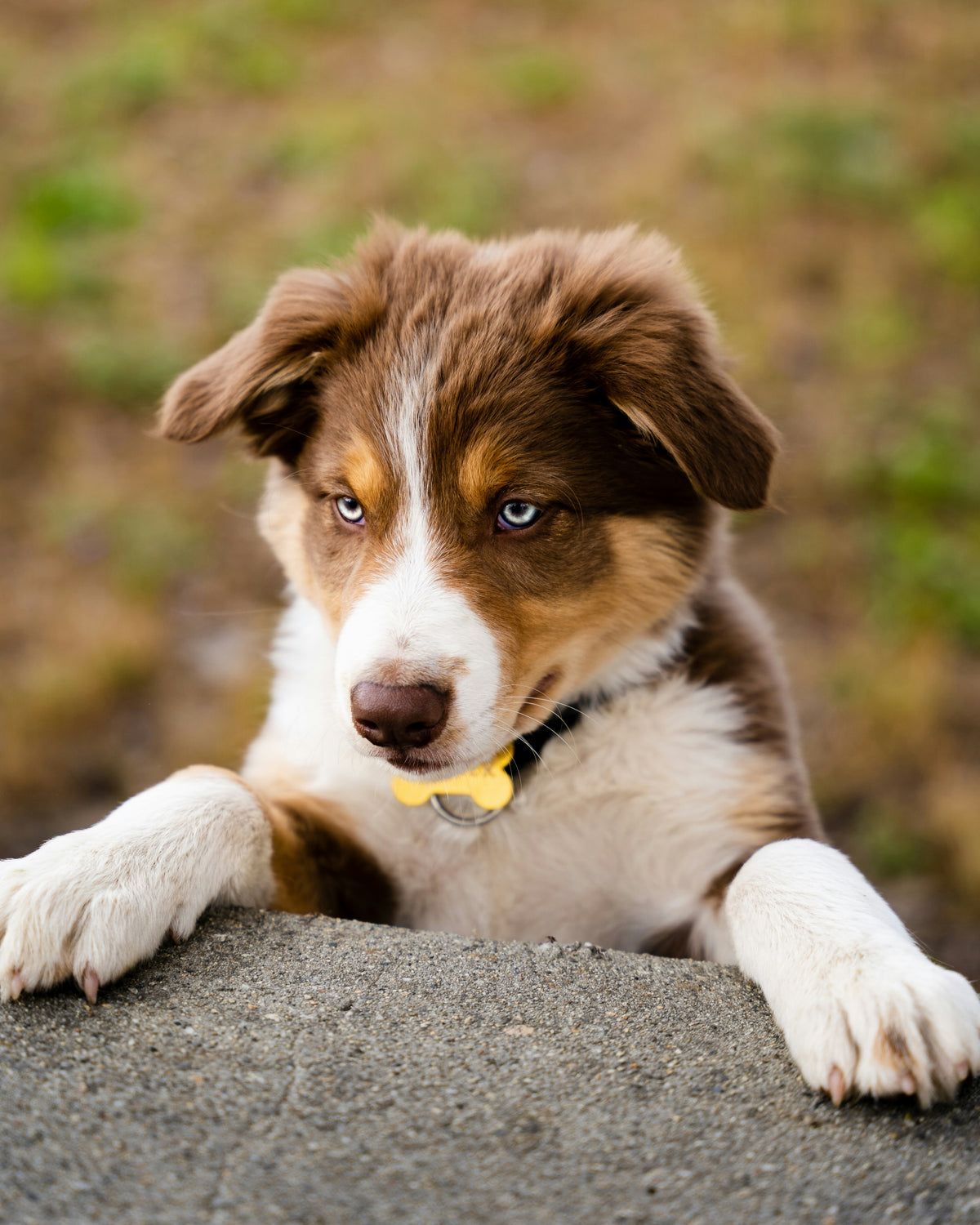 Puppy with brown, white, and black fur sitting on a rock with a blurred natural background