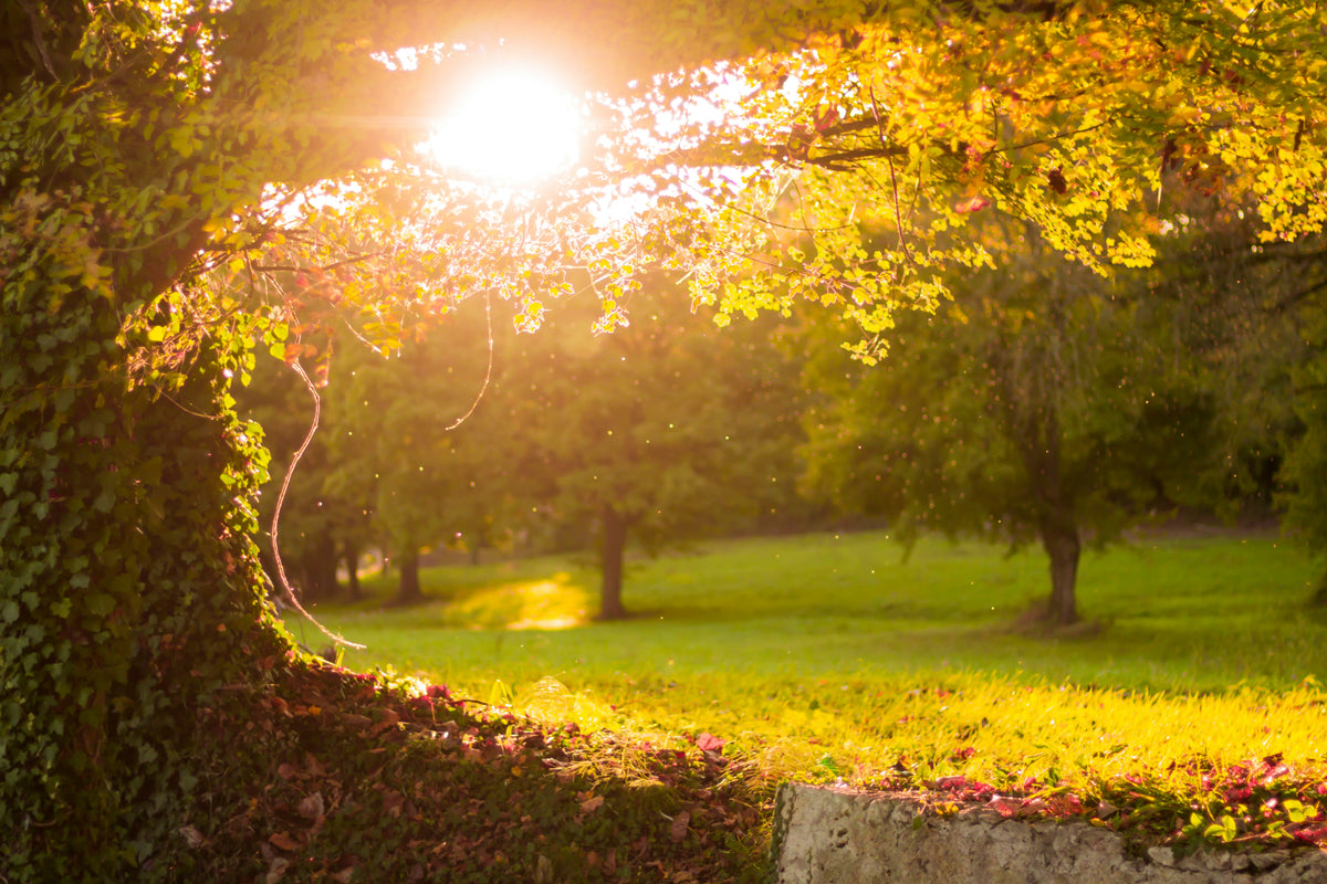 Sunlit park with trees and grass on a sunny day