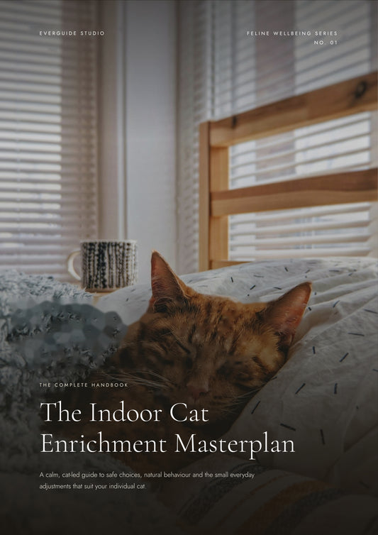 The Indoor Cat Enrichment Masterplan