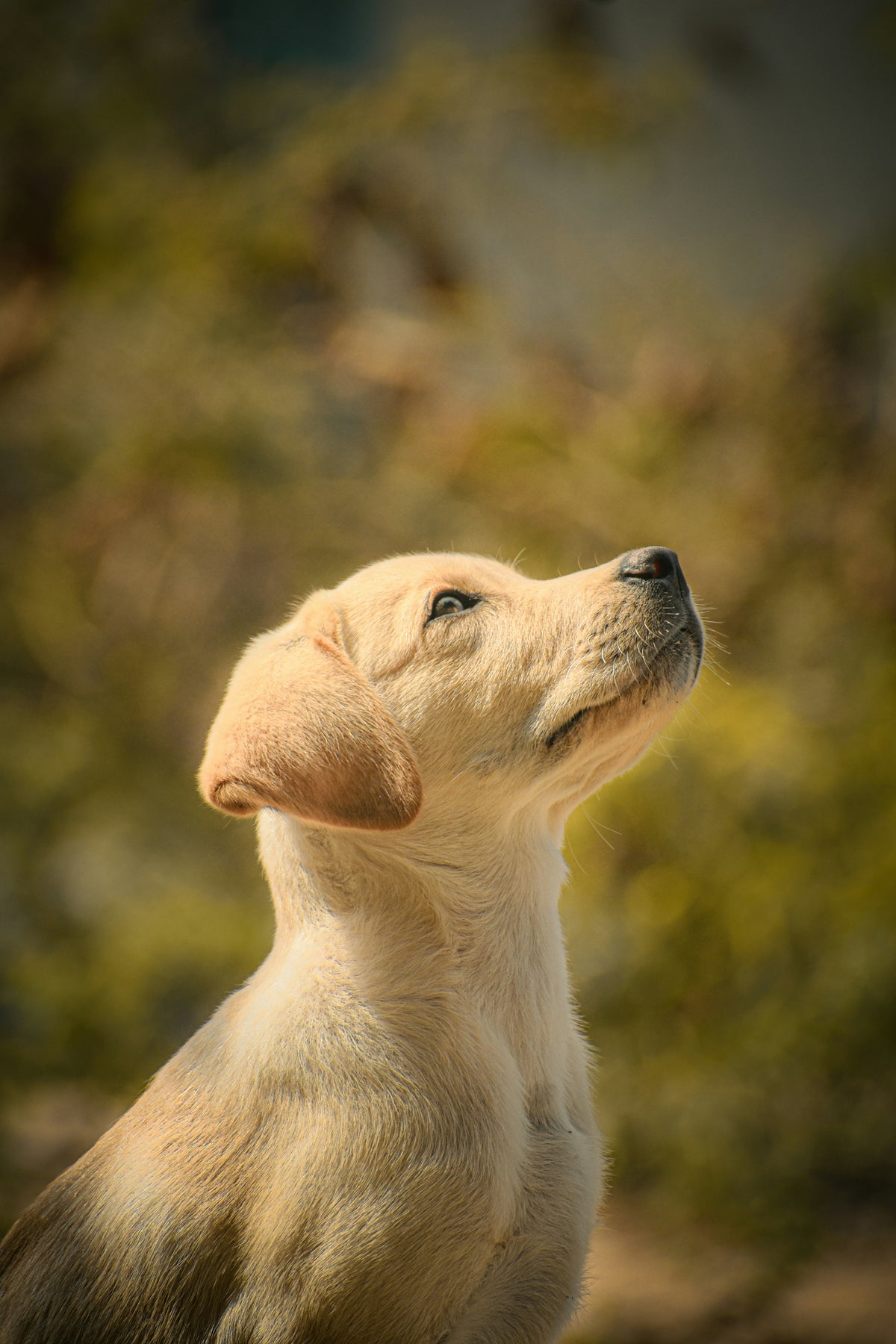 Young puppy looking up with a blurred natural background
